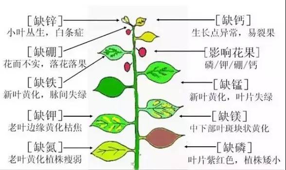 施肥管理知識總匯