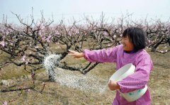 桃樹什么時候施肥，桃樹施肥技術要點