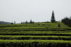 河南6試點縣有機肥用量提高21%以上